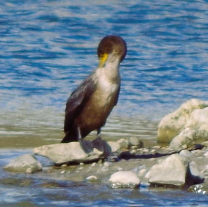 Double-crested Cormorant - ML644220446