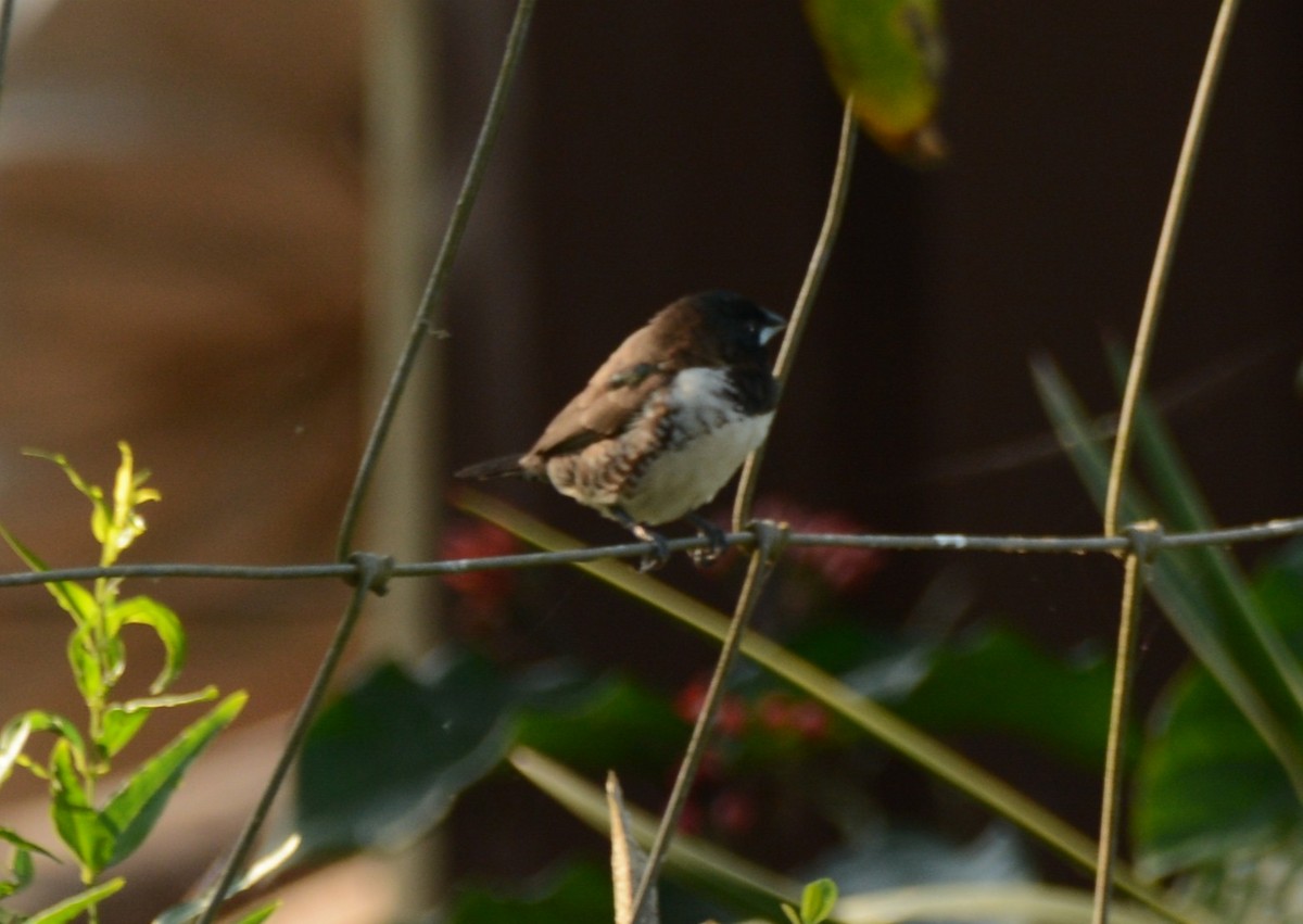 Bronze Mannikin - ML644220450