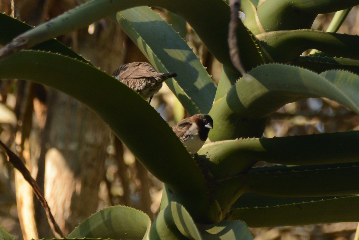 Bronze Mannikin - ML644220451