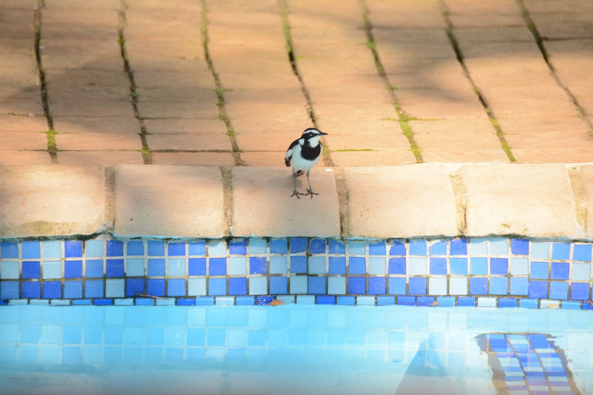 African Pied Wagtail - ML644220457