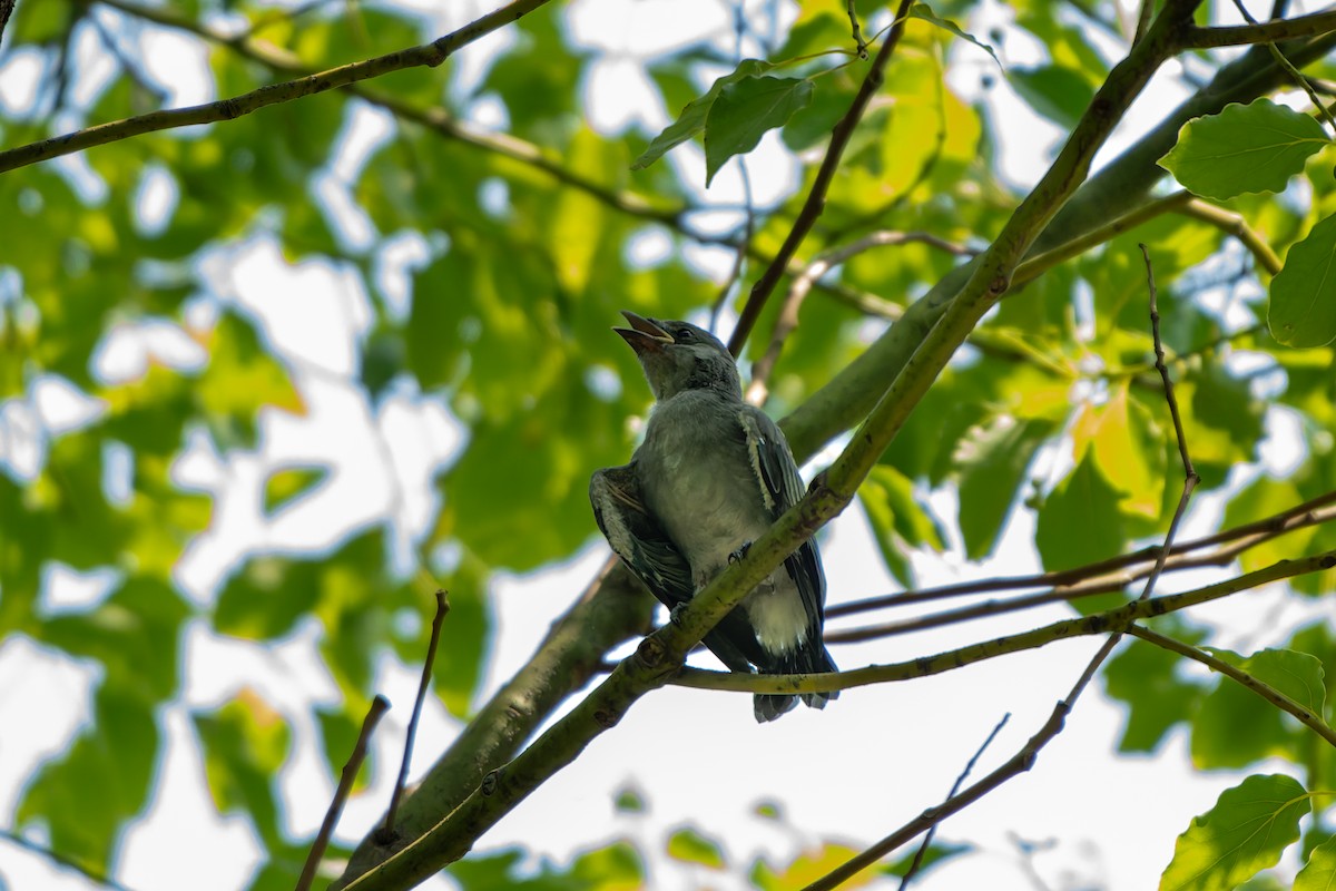 Graudrongo - ML644220460