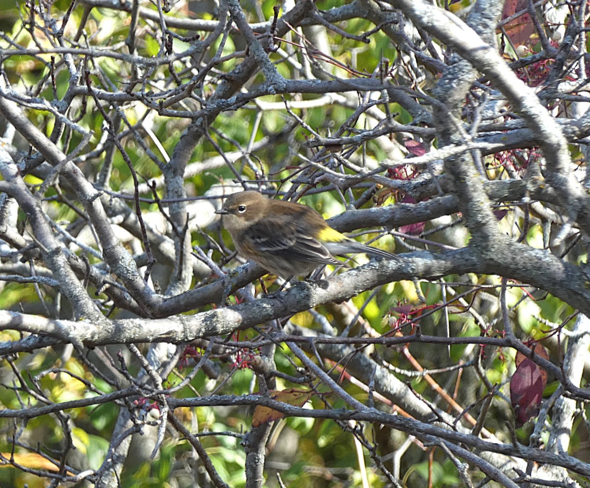 Yellow-rumped Warbler - ML644220461
