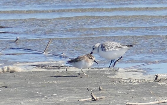 ヒメハマシギ - ML644220508