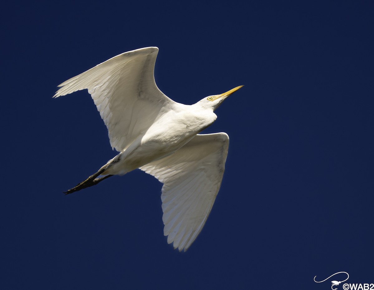Western Cattle-Egret - ML644220519