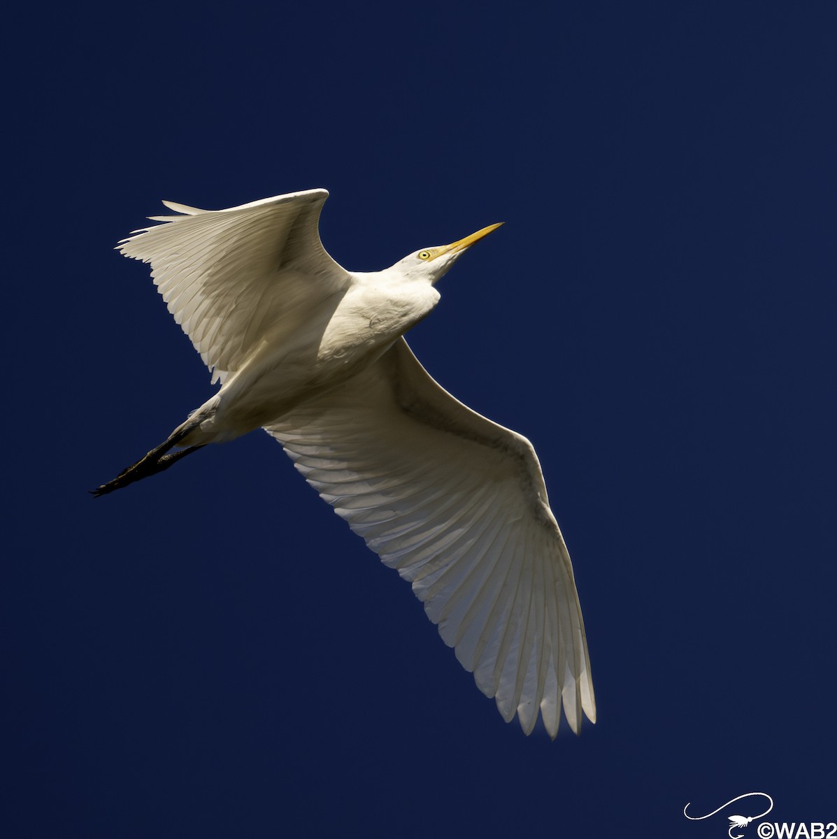 Western Cattle-Egret - ML644220520