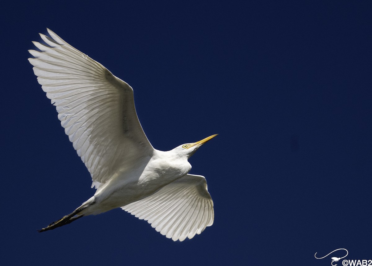 Western Cattle-Egret - ML644220521