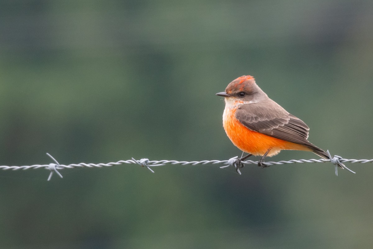 Vermilion Flycatcher - ML644220552