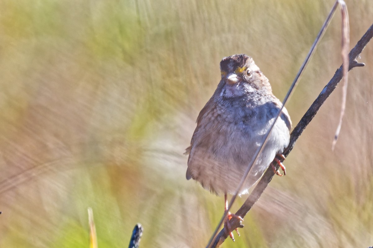 White-throated Sparrow - ML644220566