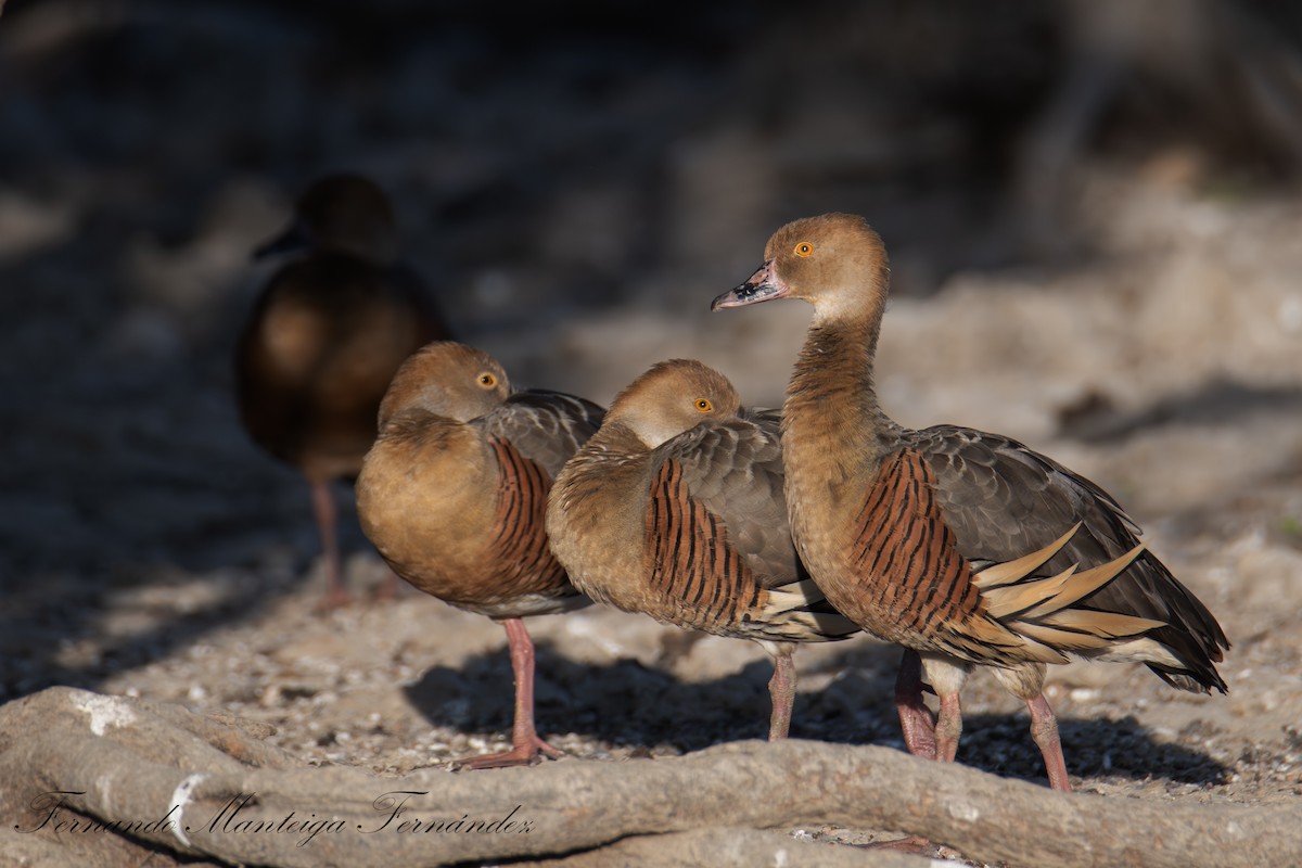 Plumed Whistling-Duck - ML644220576