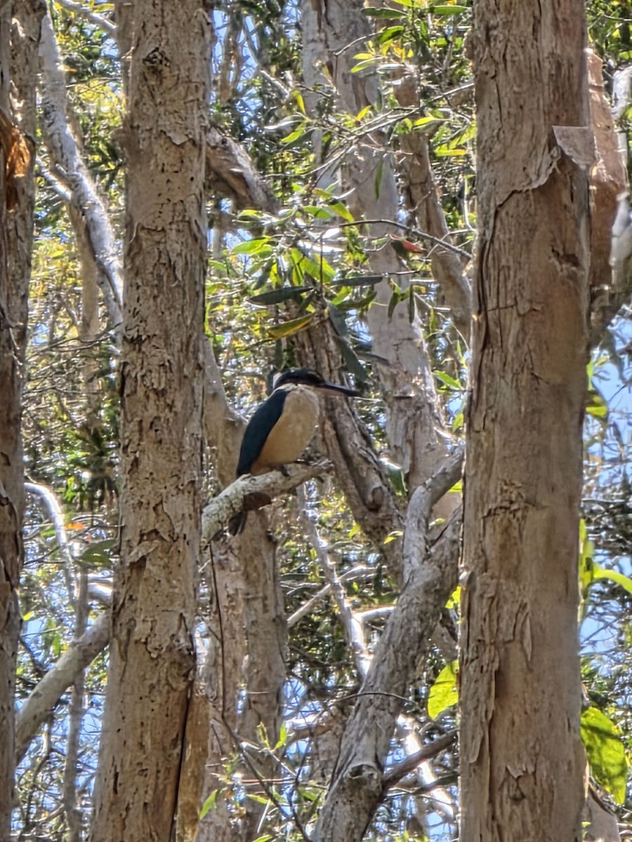 Sacred Kingfisher - ML644220593