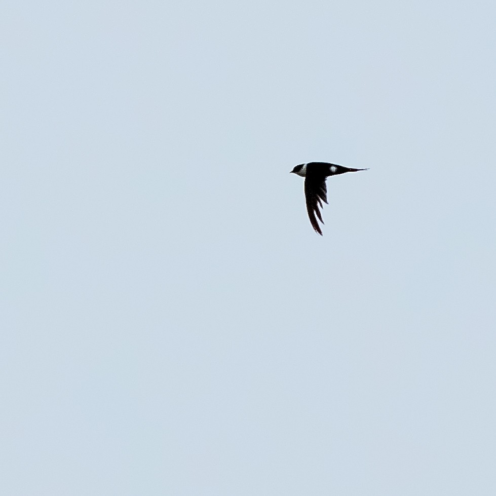 Lesser Swallow-tailed Swift - ML644220596