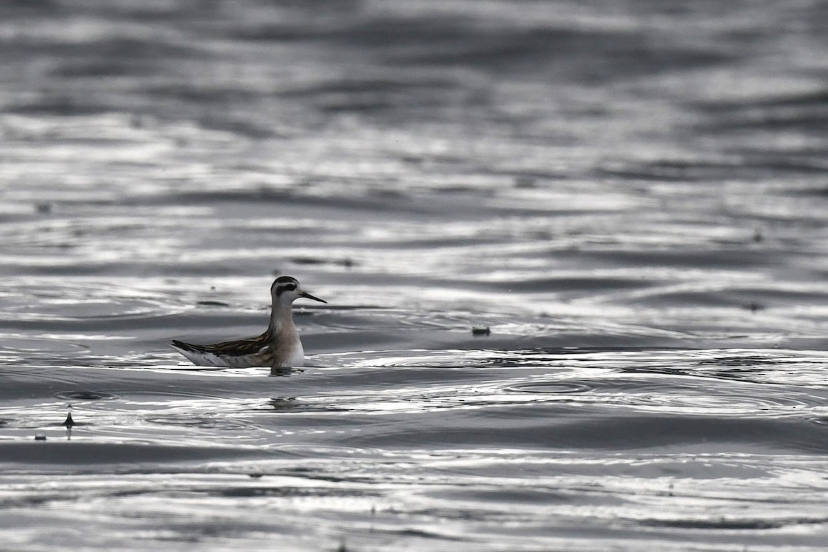 Нарийн сэлээхэй - ML644220641