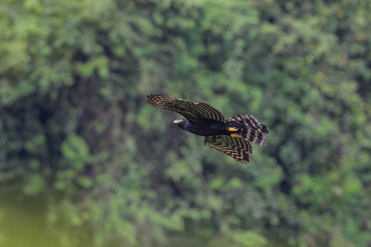 Kara Atmaca Kartalı - ML644220663