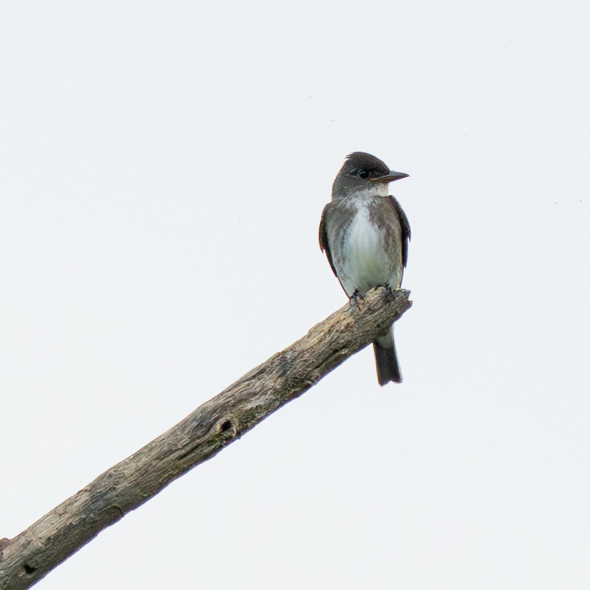 Olive-sided Flycatcher - ML644220664