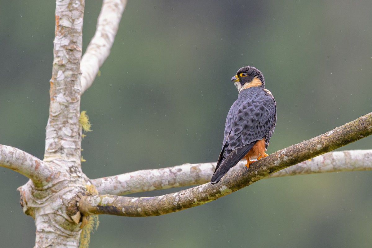 Bat Falcon - ML644220677
