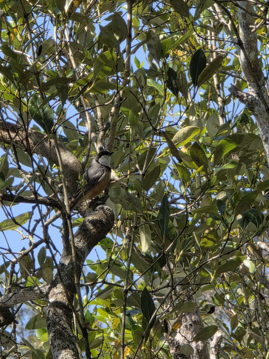 Rufous Whistler - ML644220708