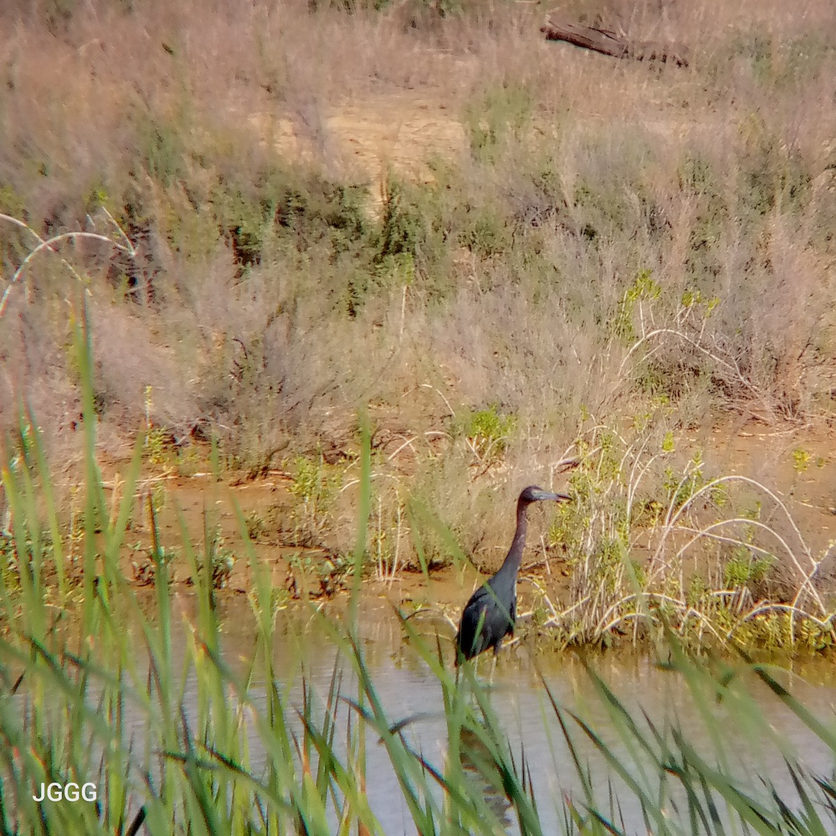 Little Blue Heron - ML644220735