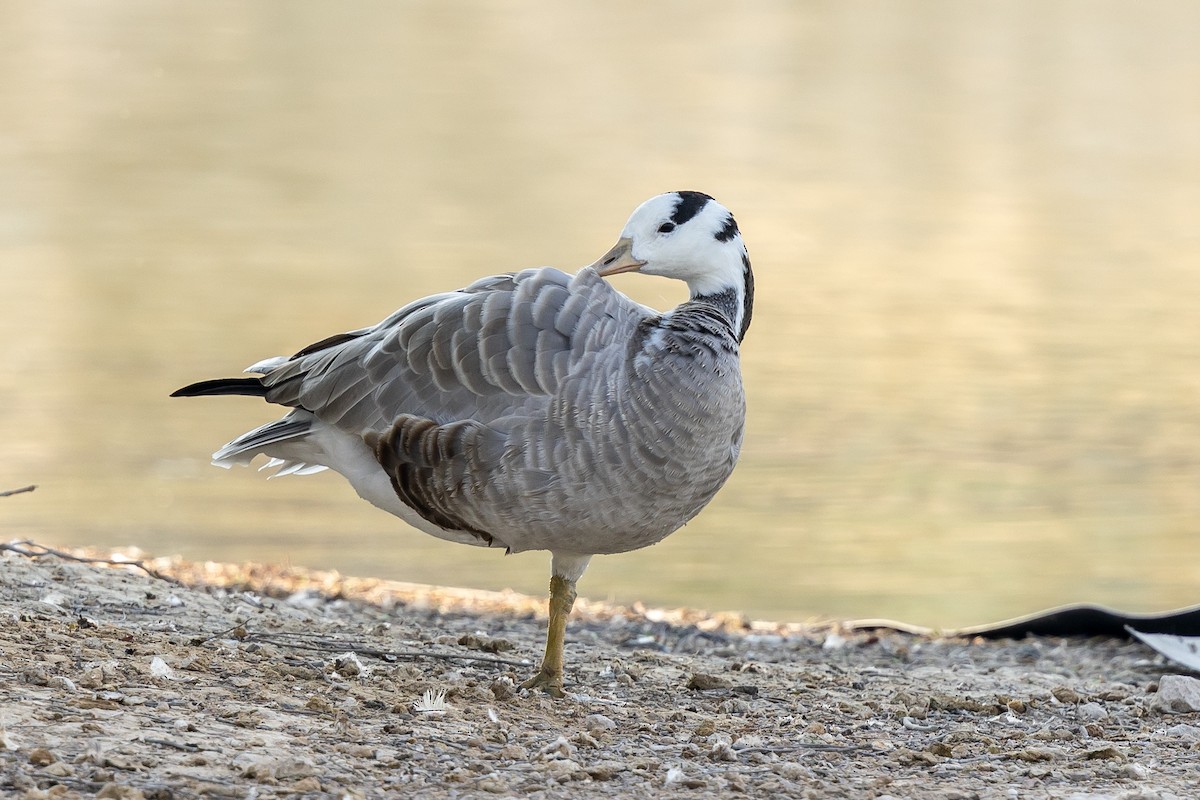 Хээрийн галуу - ML644220737
