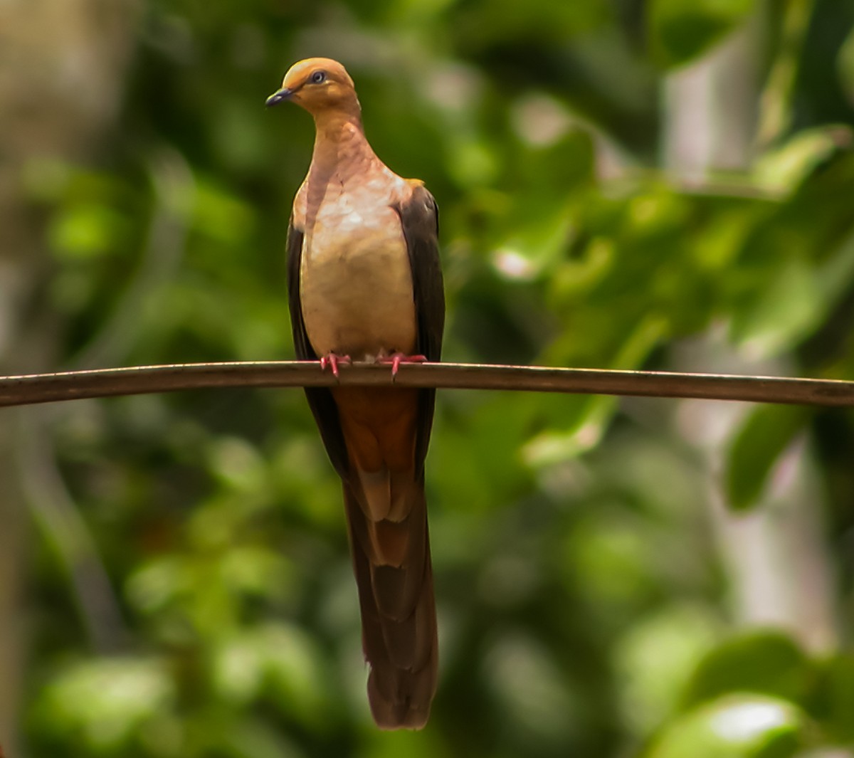 スルターンオナガバト - ML644220753