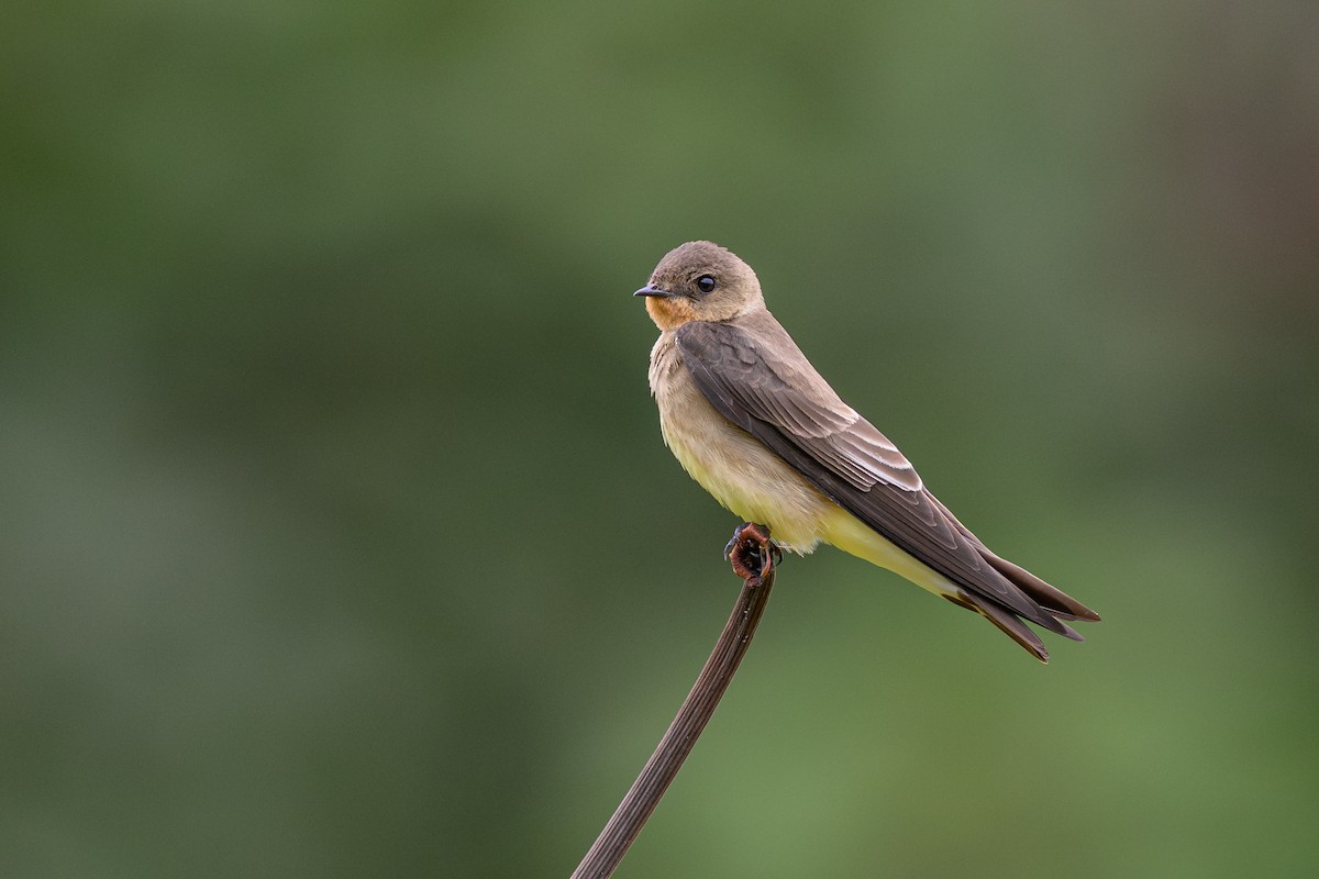 Golondrina Gorjirrufa - ML644220764