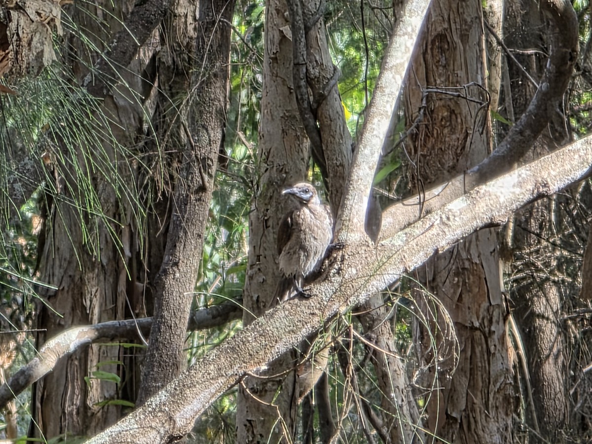 Little Friarbird - ML644220766