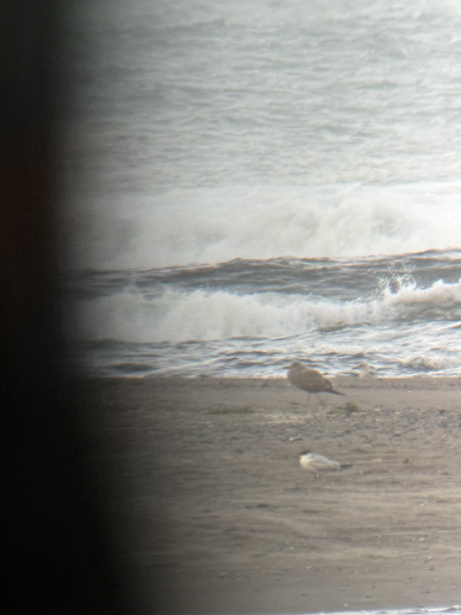 Caspian Tern - ML644220779