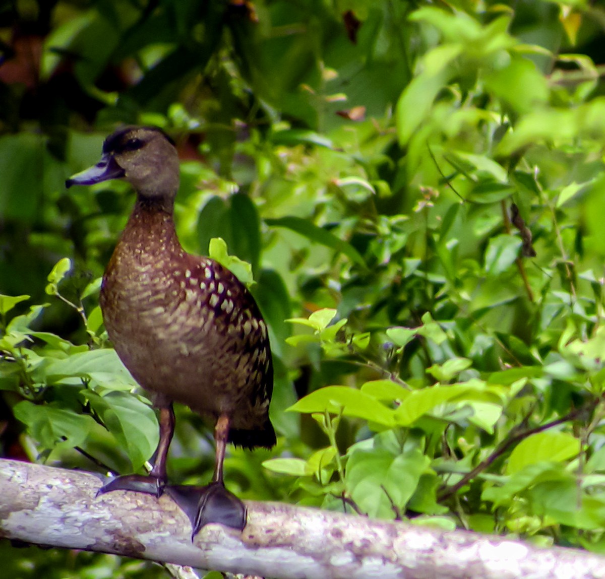 Spotted Whistling-Duck - ML644220783