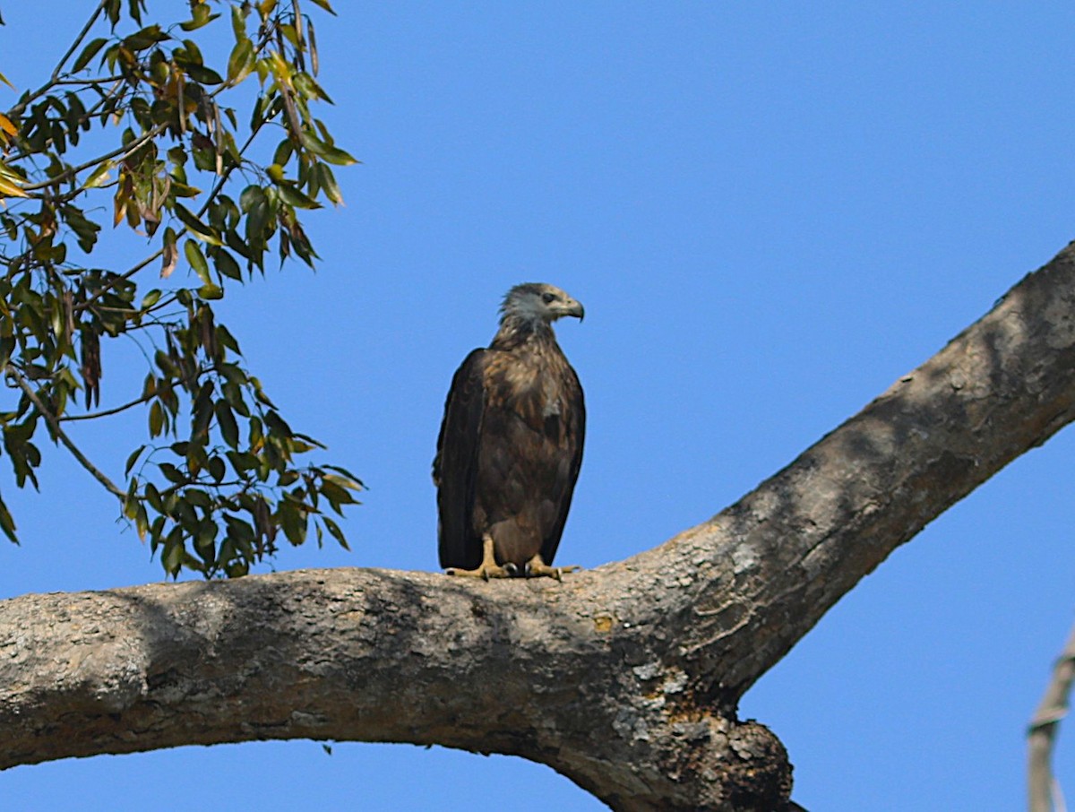 gasserflodørn - ML644220792