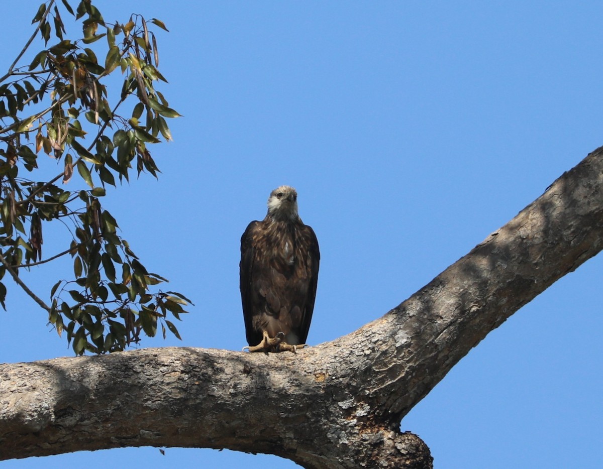 gasserflodørn - ML644220793