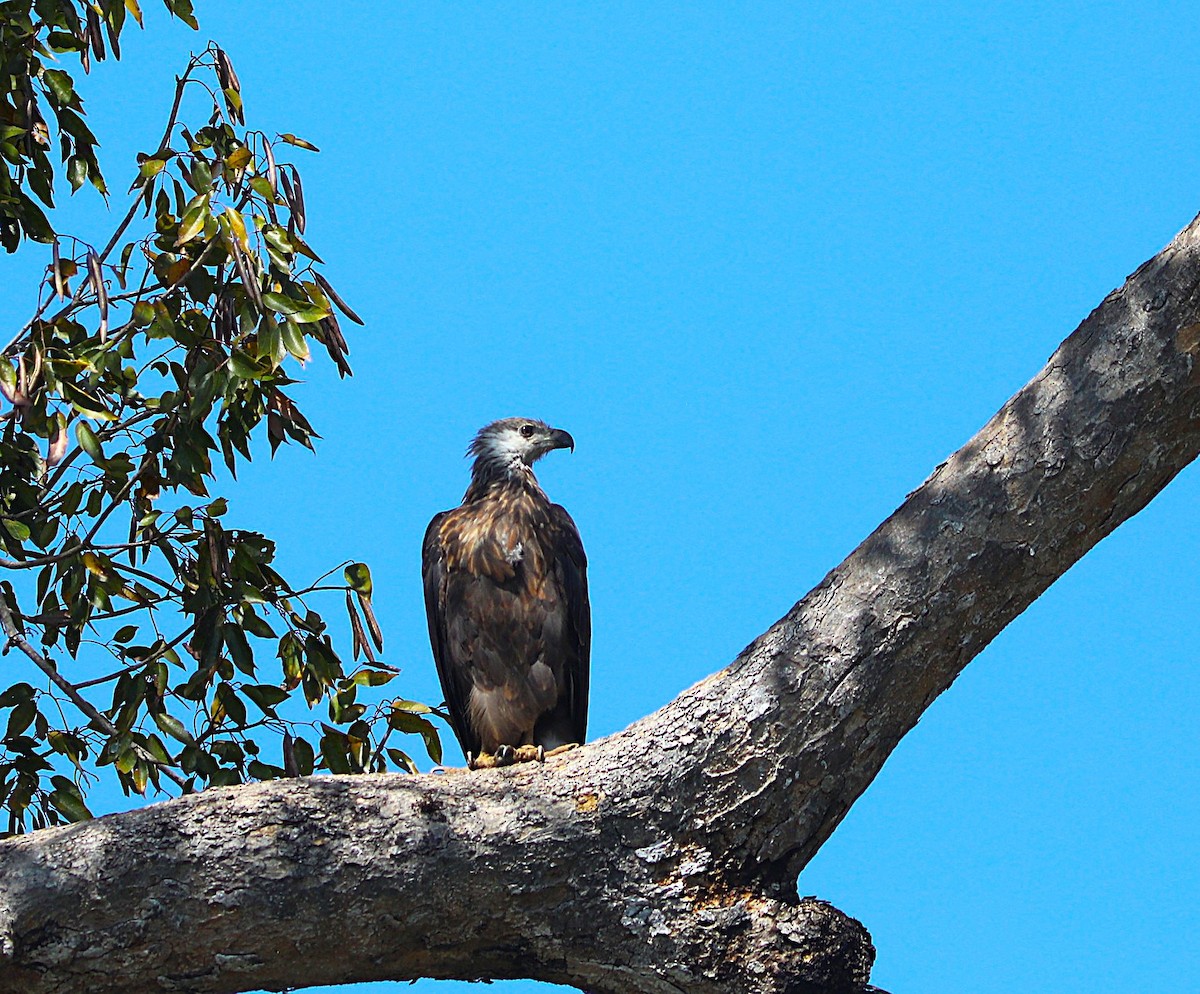 gasserflodørn - ML644220794