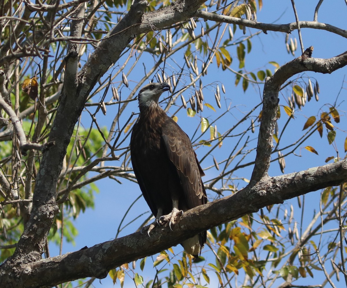 gasserflodørn - ML644220796