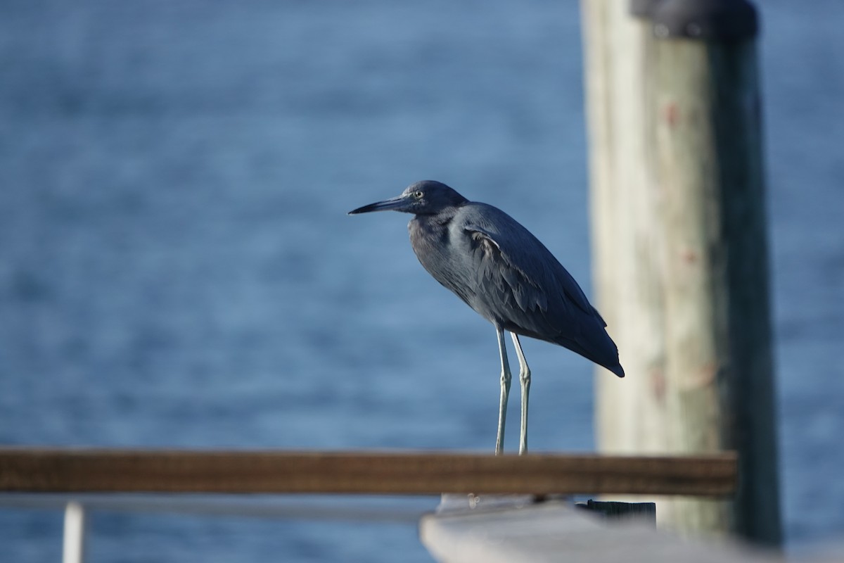 Little Blue Heron - ML644220802