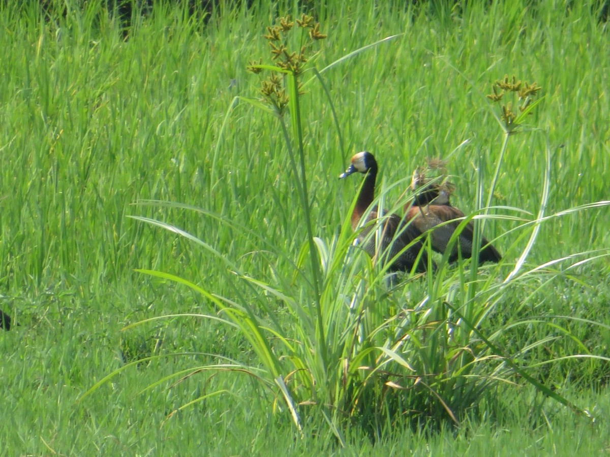 White-faced Whistling-Duck - ML644220825