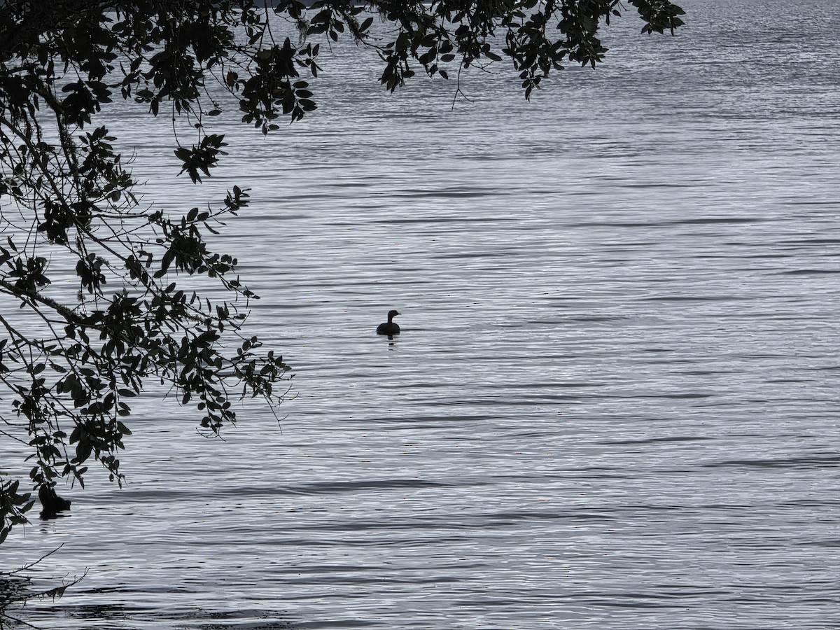 New Zealand Grebe - ML644220840