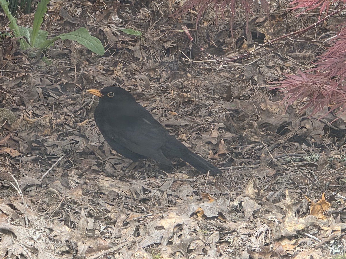 Eurasian Blackbird - ML644220854