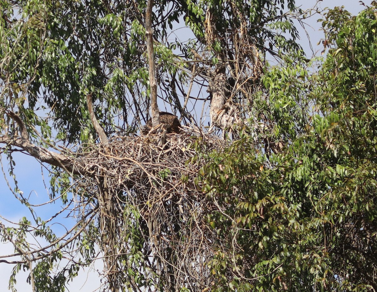 gasserflodørn - ML644220860