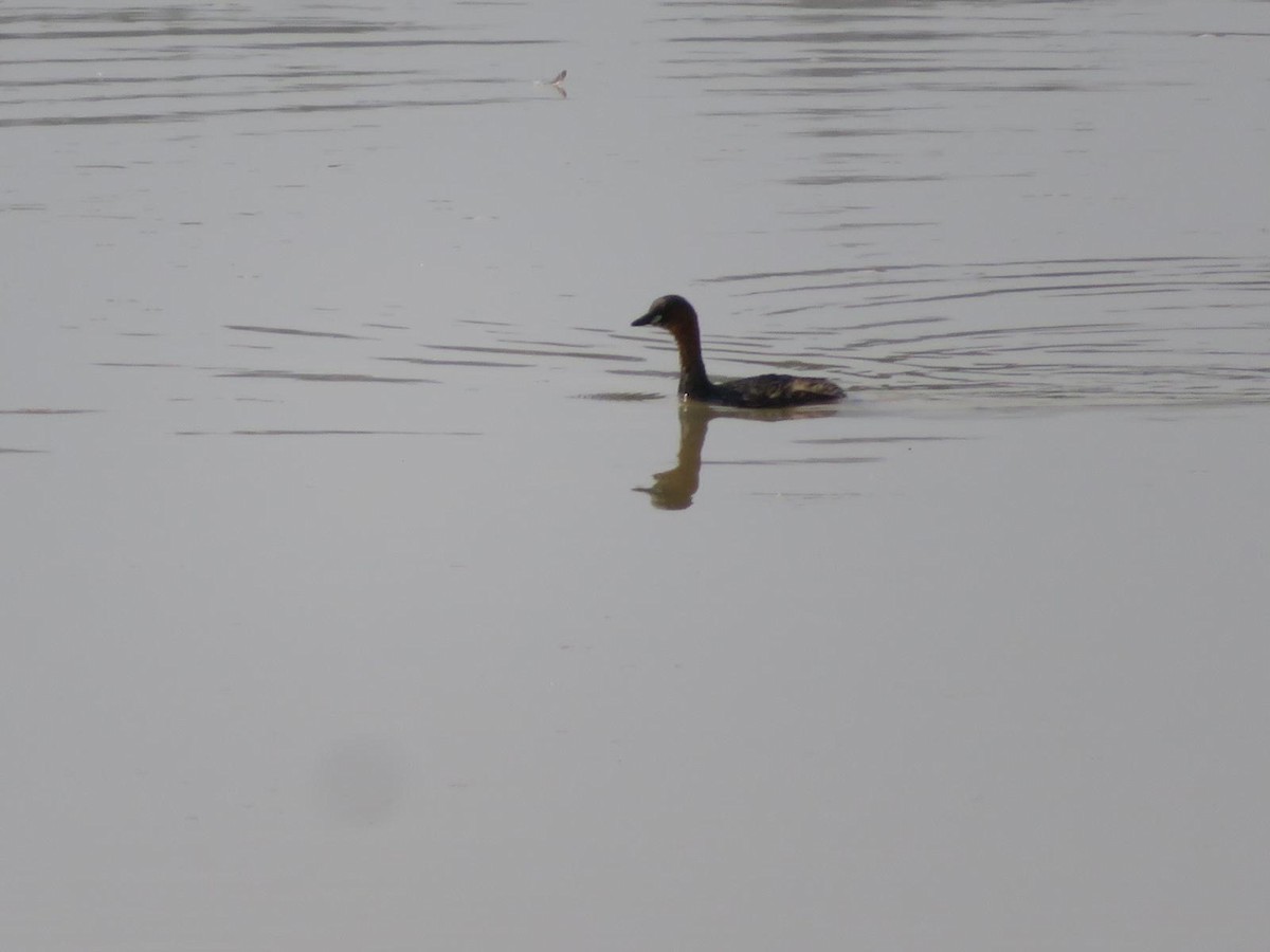 Little Grebe - ML644220862