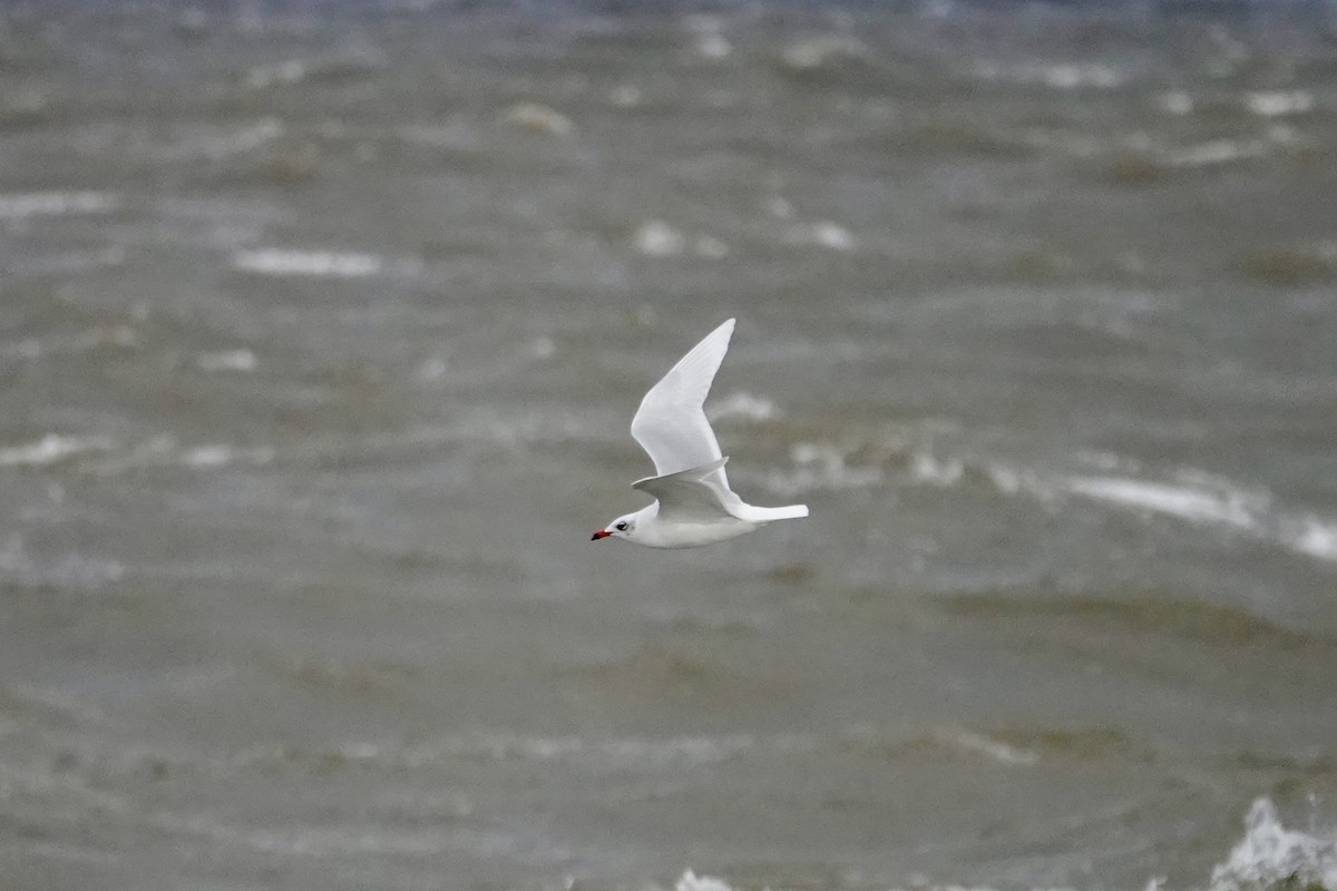 ニシズグロカモメ - ML644220870