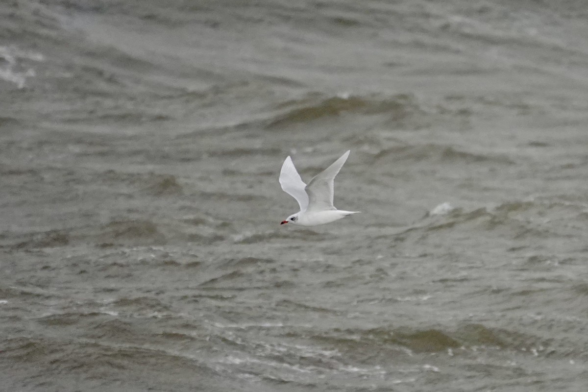 ニシズグロカモメ - ML644220871