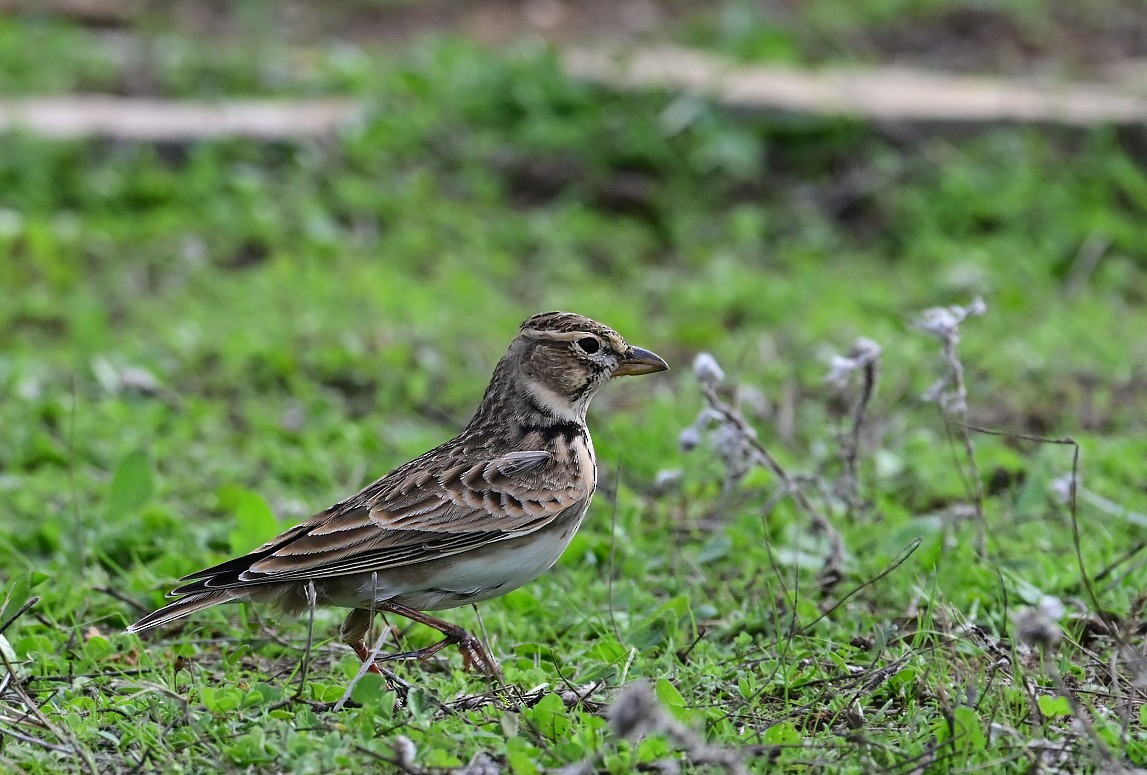 Kalanderlerche - ML644220885