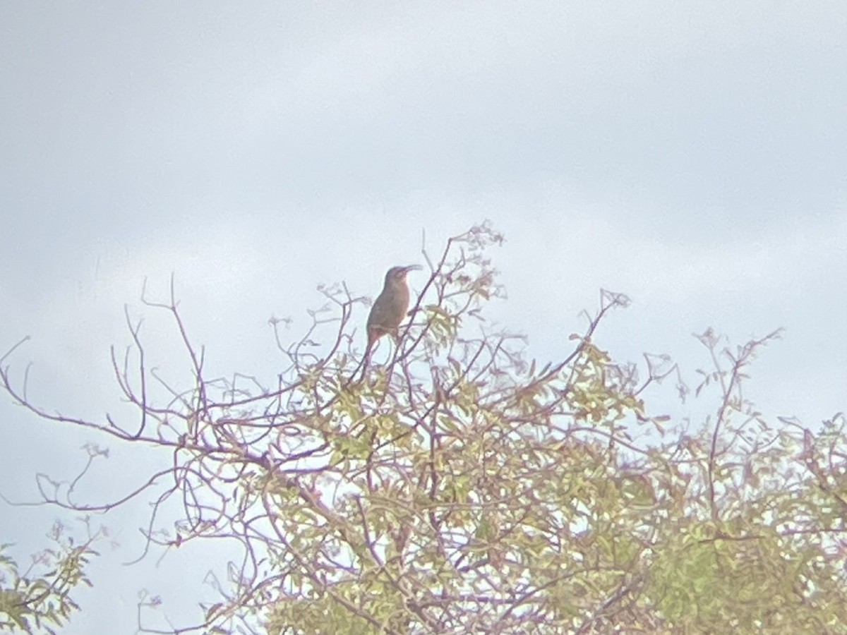 Kalifornienspottdrossel - ML644220924