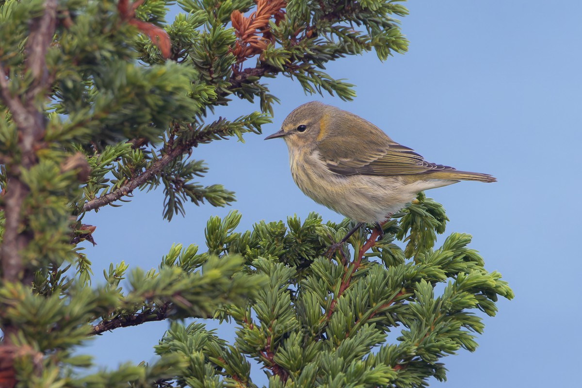 Cape May Warbler - ML644220938
