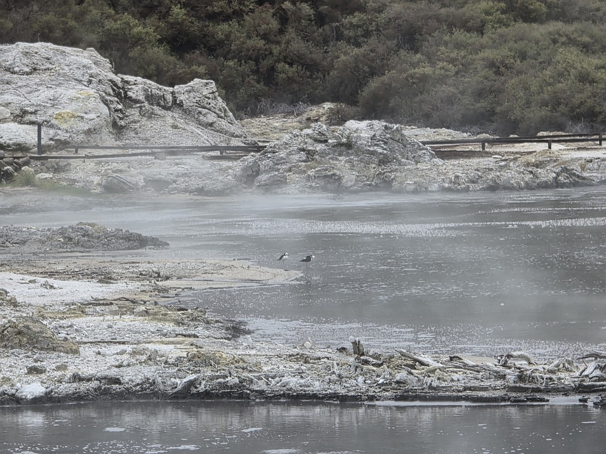 黑領高蹺鴴 - ML644220941