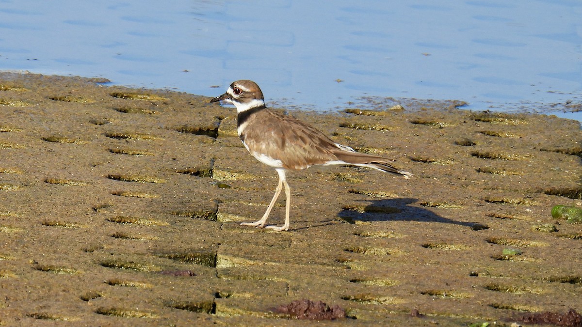 kulík rezavoocasý - ML644220954