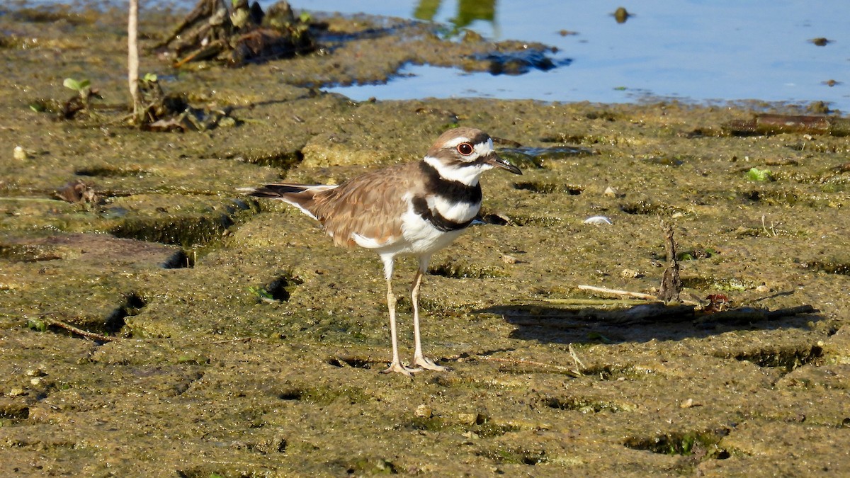 kulík rezavoocasý - ML644220955