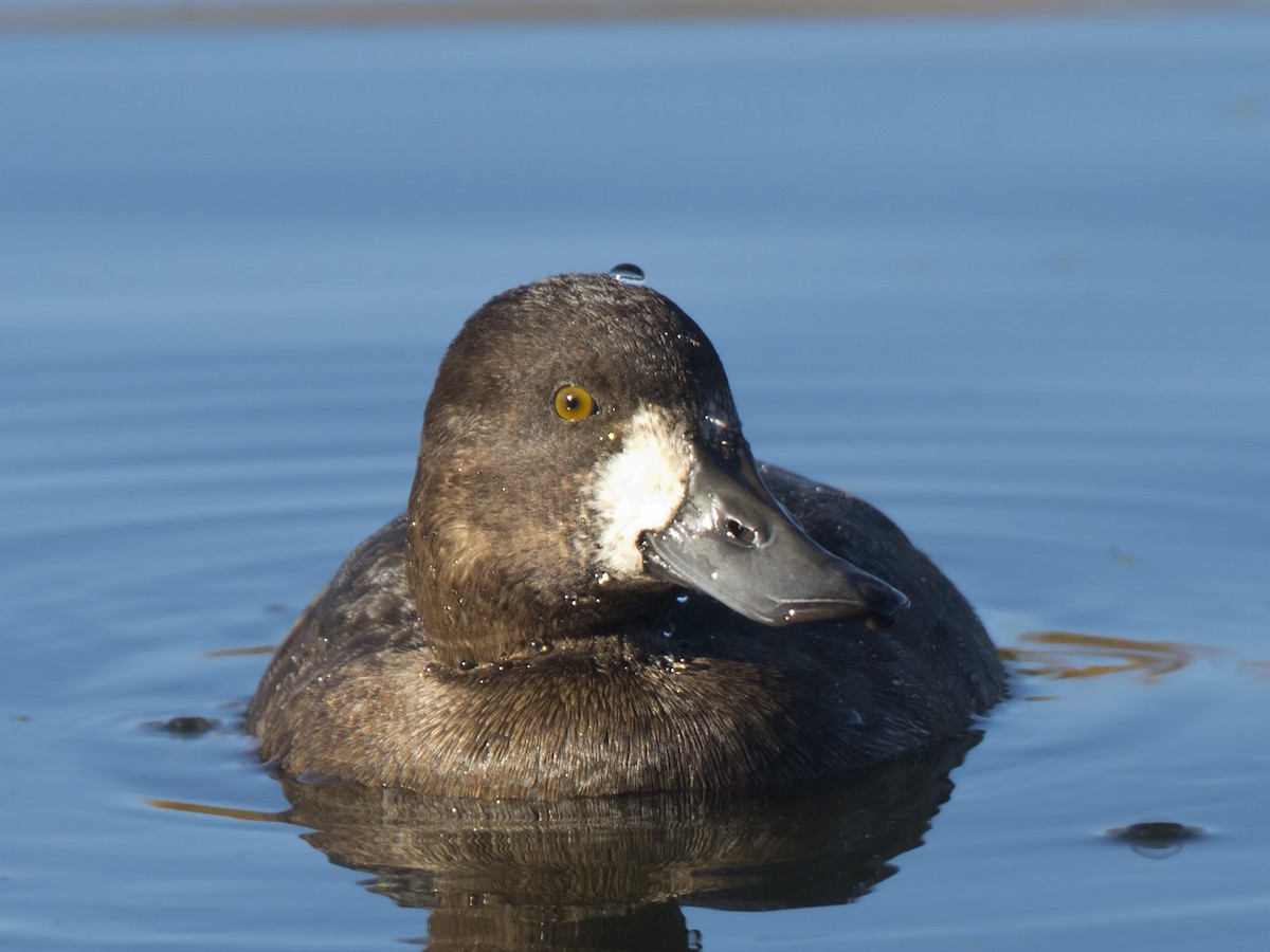 Lesser Scaup - ML644220965