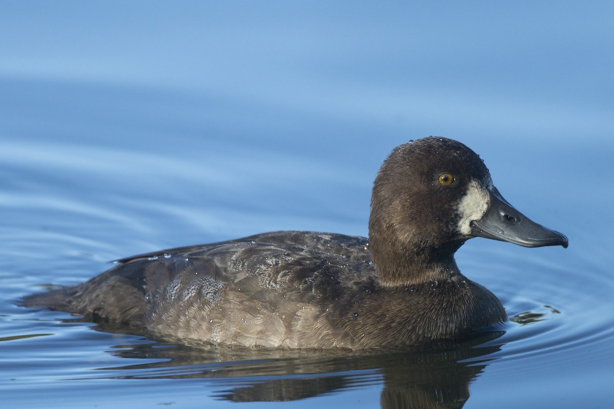 Lesser Scaup - ML644220966
