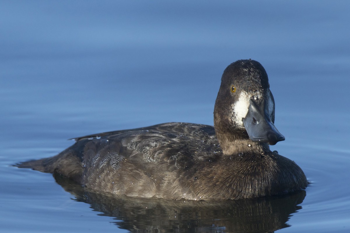 Lesser Scaup - ML644220968