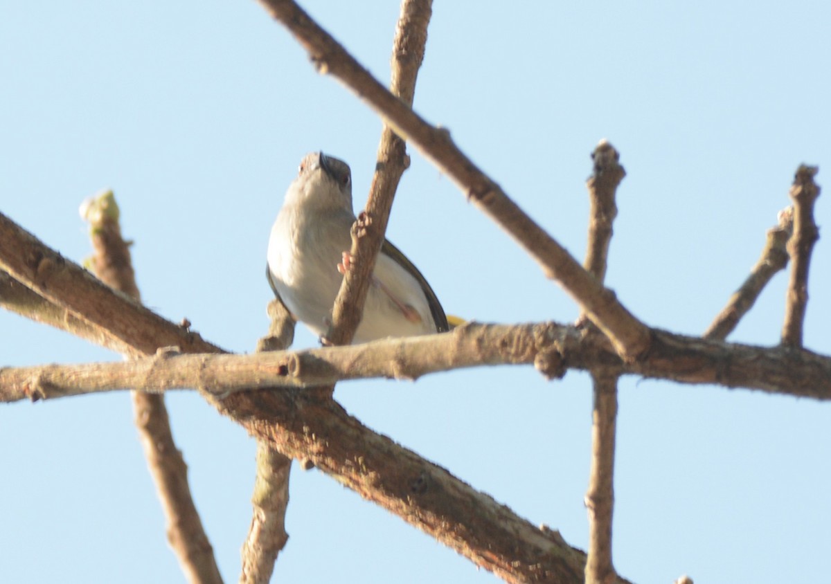 Yeşil Sırtlı Kamaropter - ML644220989