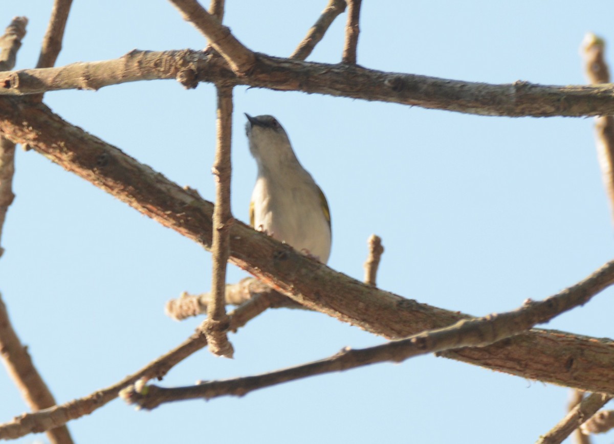 Yeşil Sırtlı Kamaropter - ML644220990